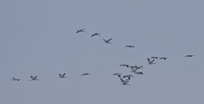 żuraw  - Damian Mikulski