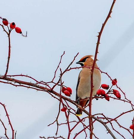 jemiołuszka  - Damian Mikulski