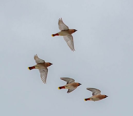 Seidenschwanz  - Damian Mikulski