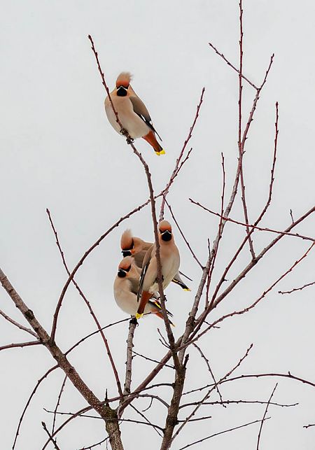 Seidenschwanz  - Damian Mikulski