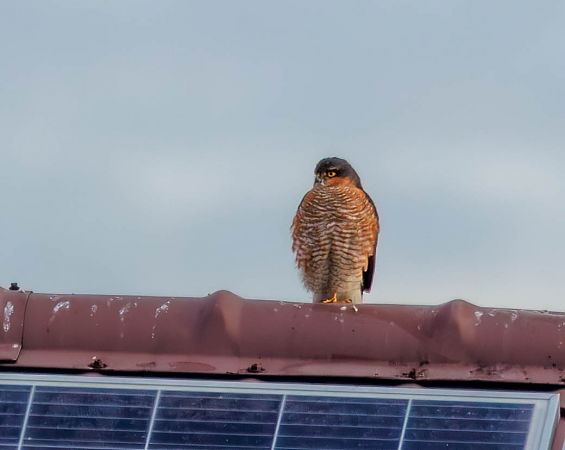 krogulec  - Damian Mikulski