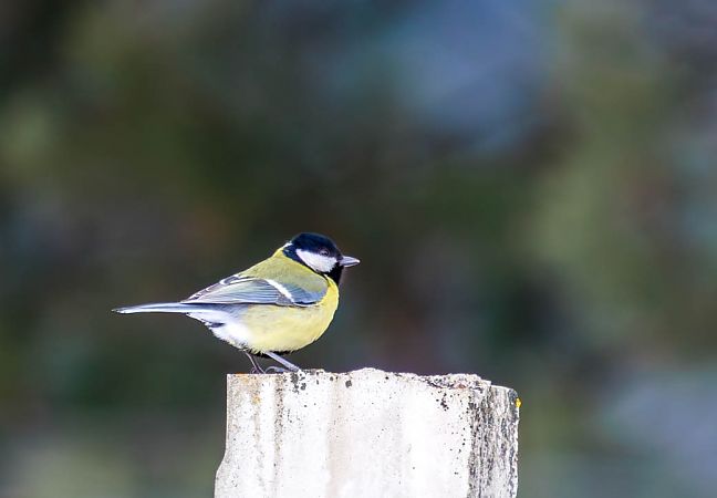 bogatka  - Damian Mikulski