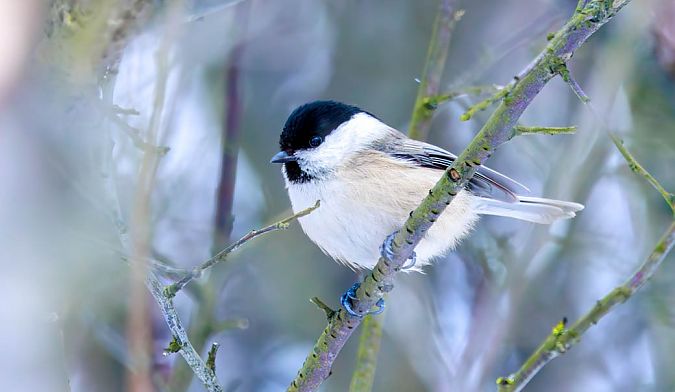Mönchsmeise  - Damian Mikulski