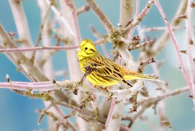 trznadel  - Damian Mikulski