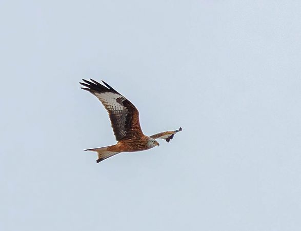 kania ruda  - Damian Mikulski