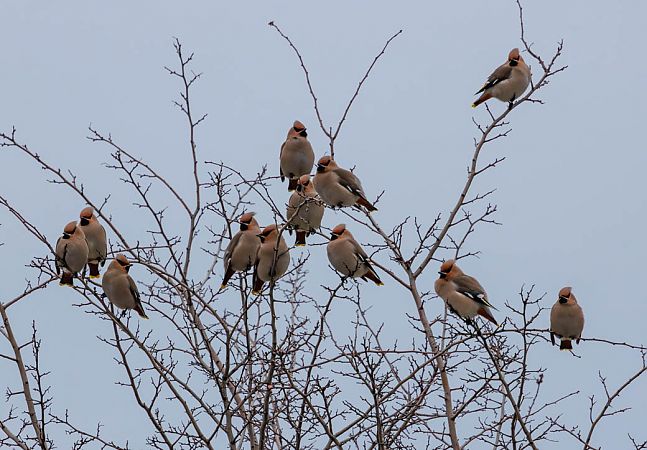 jemiołuszka  - Damian Mikulski