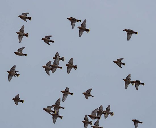 Seidenschwanz  - Damian Mikulski