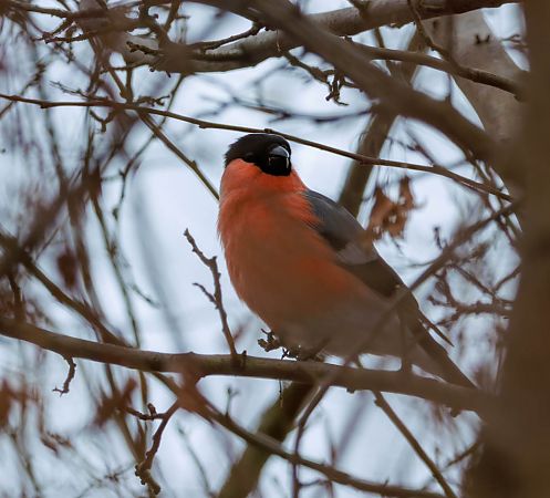 gil  - Damian Mikulski