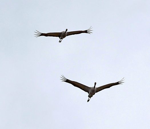 Kranich  - Damian Mikulski