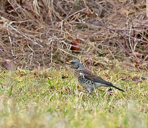 kwiczoł  - Damian Mikulski