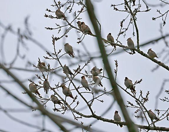 jemiołuszka  - Damian Mikulski