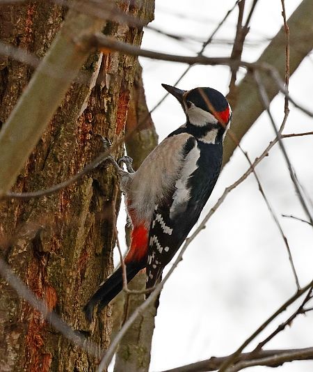 dzięcioł duży  - Damian Mikulski