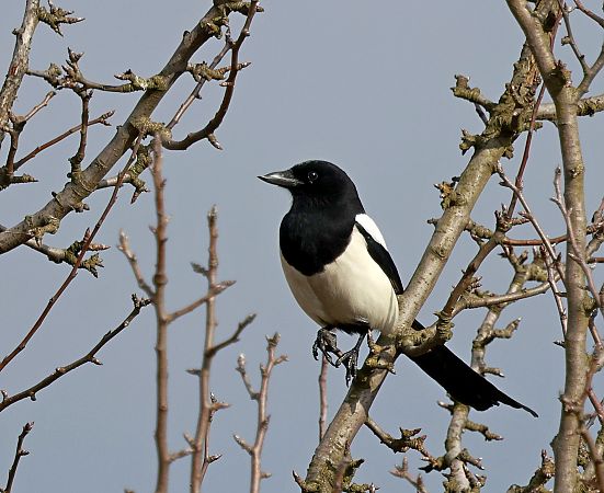 sroka  - Damian Mikulski