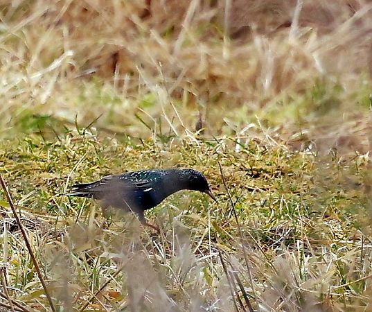 Star  - Damian Mikulski