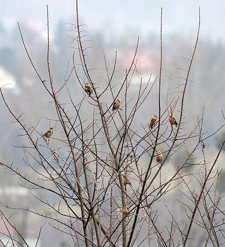 grubodziób  - Damian Mikulski