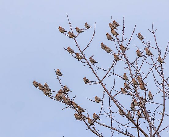 Seidenschwanz  - Damian Mikulski