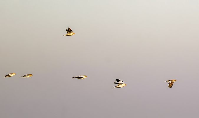 śnieguła  - Damian Mikulski