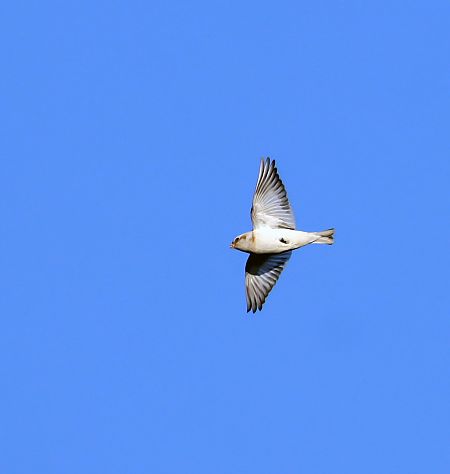 śnieguła  - Damian Mikulski