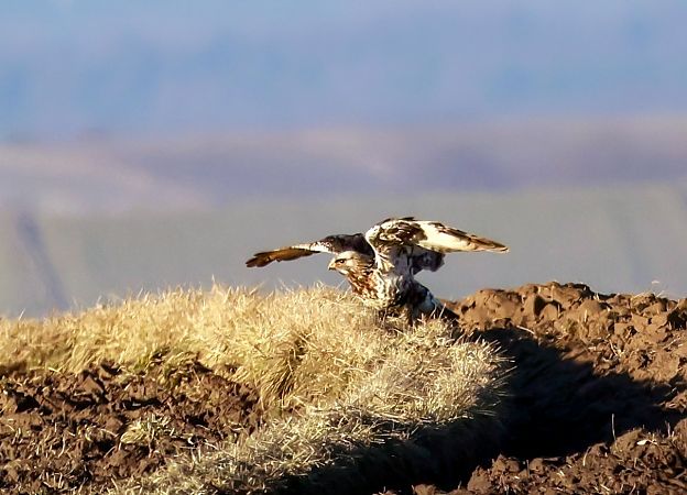 myszołów włochaty  - Damian Mikulski