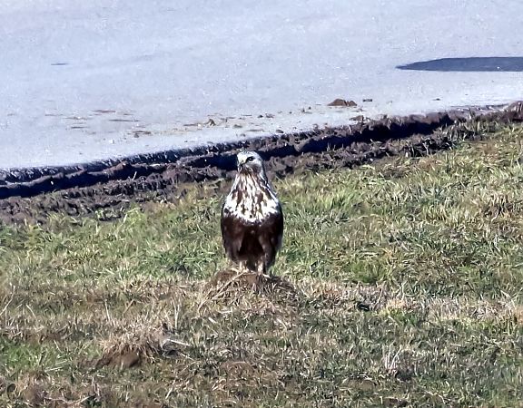 Raufussbussard  - Damian Mikulski