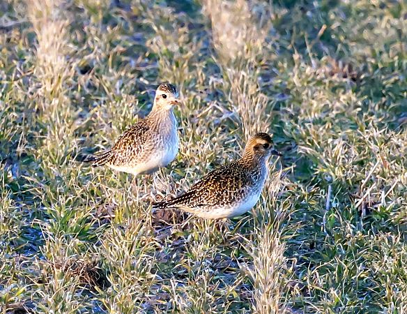 Goldregenpfeifer  - Damian Mikulski
