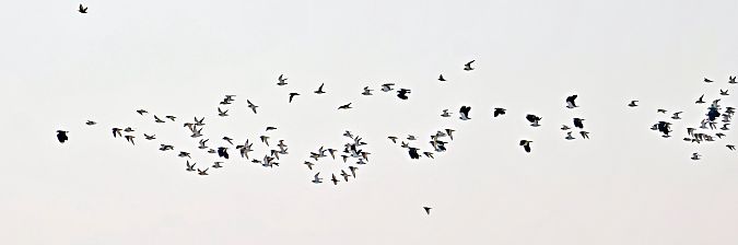 Pluvier doré  - Damian Mikulski