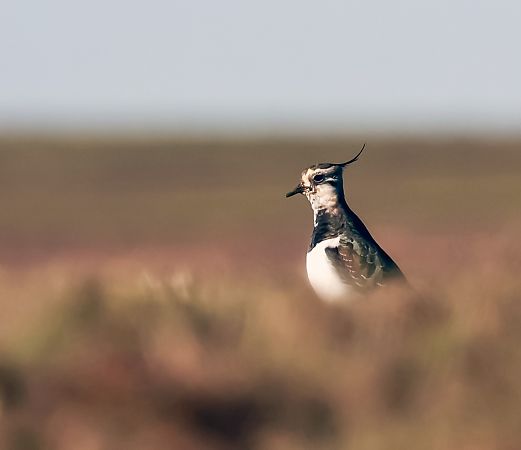 czajka  - Damian Mikulski