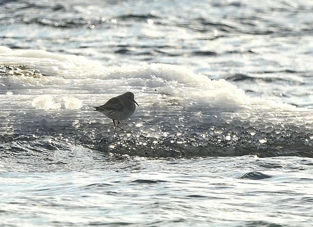 biegus morski  - Tomasz Wicherek