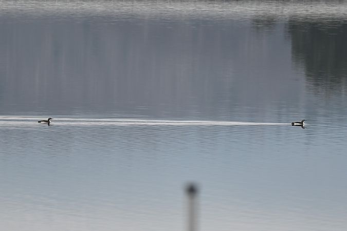 nur czarnoszyi  - Dawid Ciosek