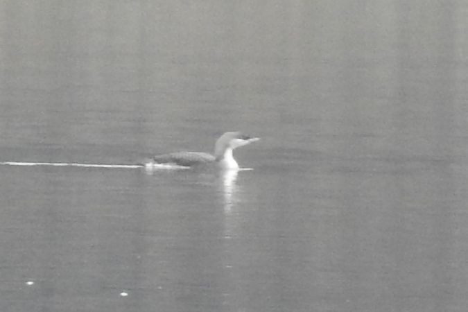 nur czarnoszyi  - Dawid Ciosek