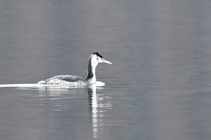 perkoz dwuczuby  - Dawid Ciosek