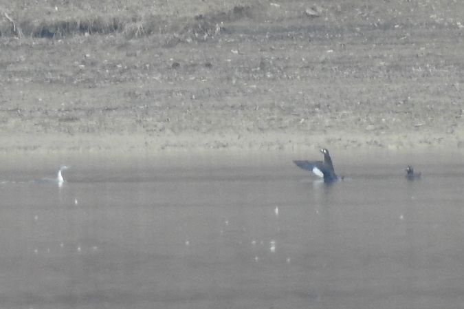 Samtente  - Dawid Ciosek