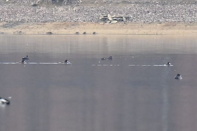 ogorzałka  - Dawid Ciosek