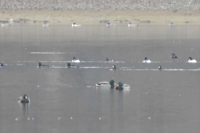 Bergente  - Dawid Ciosek