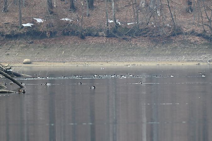 gągoł  - Dawid Ciosek