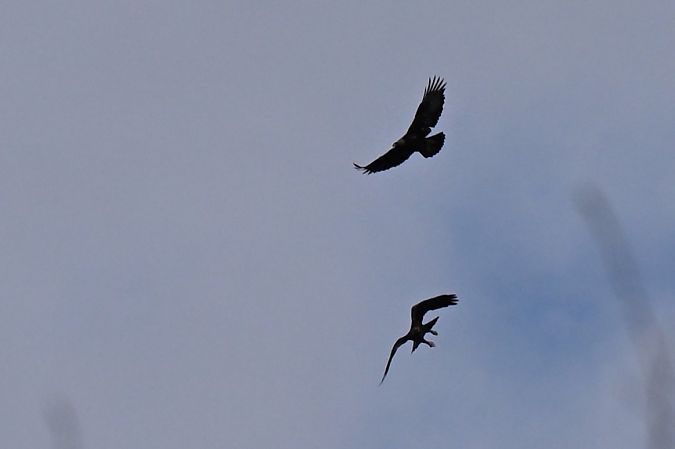 orzeł przedni  - Dawid Ciosek