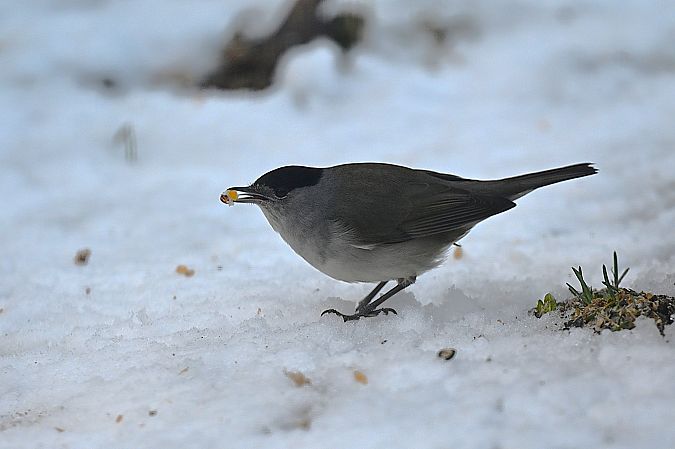 kapturka  - Dawid Ciosek