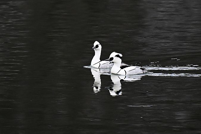 bielaczek  - Dawid Ciosek