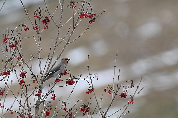 Seidenschwanz  - Dawid Ciosek