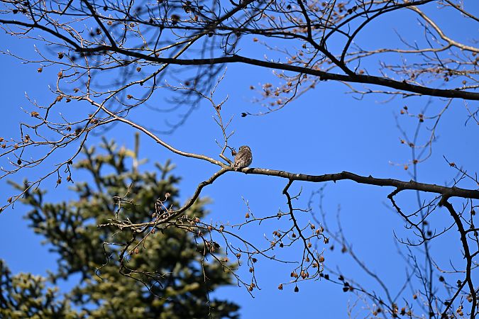 sóweczka  - Dawid Ciosek