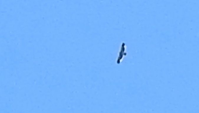 Aigle impérial  - Dawid Ciosek