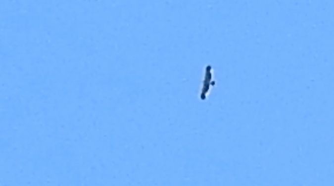 Aigle impérial  - Dawid Ciosek