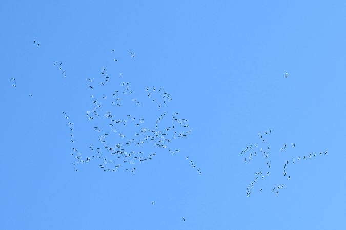 Aigle impérial  - Dawid Ciosek