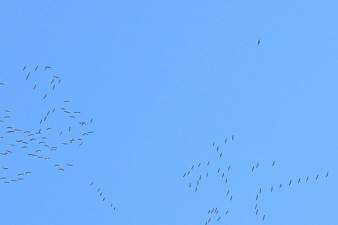 Aigle impérial  - Dawid Ciosek