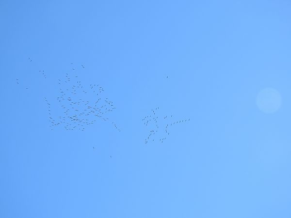 Aigle impérial  - Dawid Ciosek