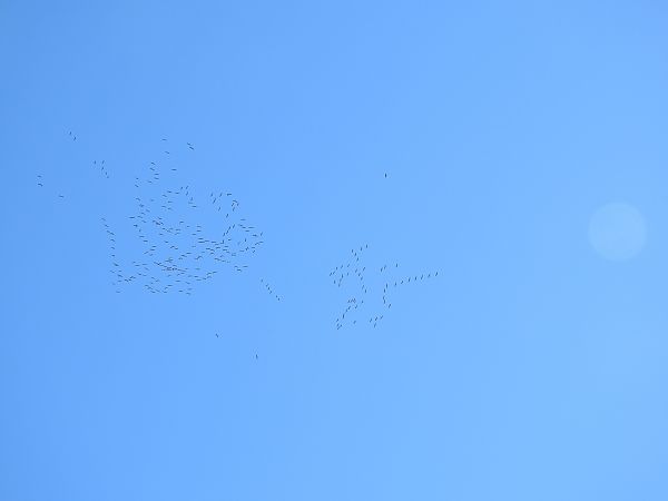 Aigle impérial  - Dawid Ciosek