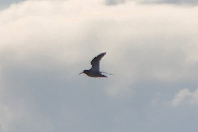 Meerstrandläufer  - Jan Niewiadomski