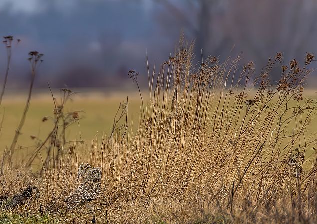 uszatka błotna  - Grzegorz Biały