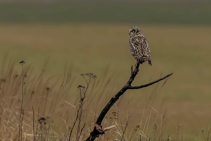 uszatka błotna  - Grzegorz Biały