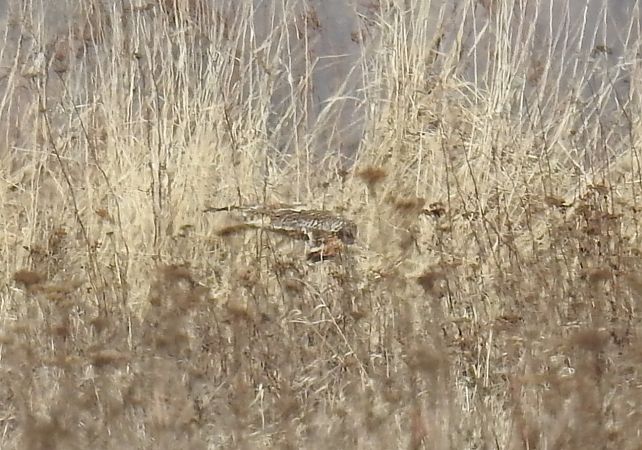 uszatka błotna  - Grzegorz Biały